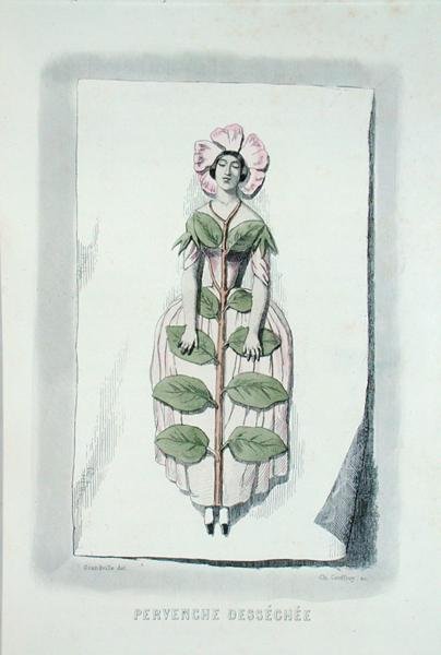 Elszáradt ősziwinkle, a "Les Fleurs Animees"-ből, Charles Geoffroy (1819-82) metszetében alkotó: Grandville