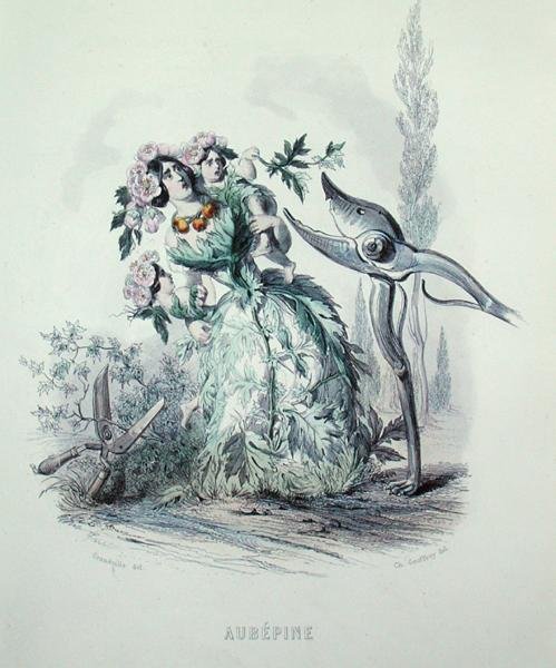 A galagonya a „Les Fleurs Animees”-ből, Charles Geoffroy (1819-82) metszete alkotó: Grandville