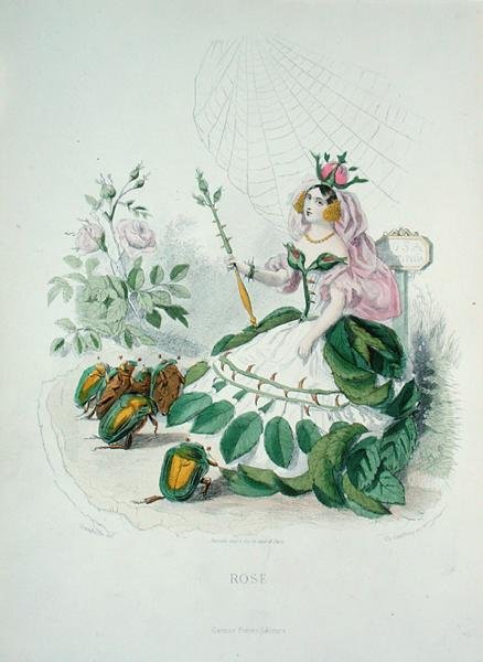 A rózsa (Rosa Centifolia) a virágok királynője, a 