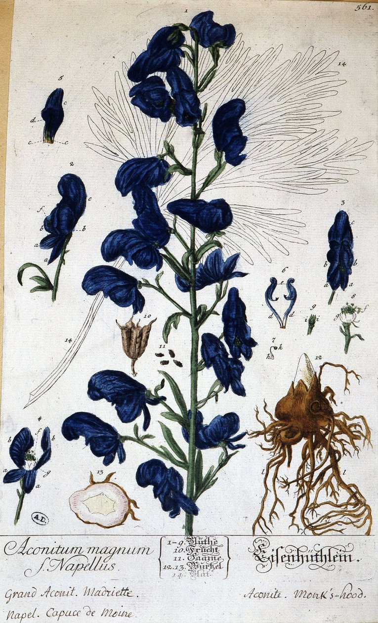 Nagy akonit, szerzetesi sapka (aconitum magnum) – Grandville, n.d. „” Animated Flowers” című művében. 19. alkotó: Grandville