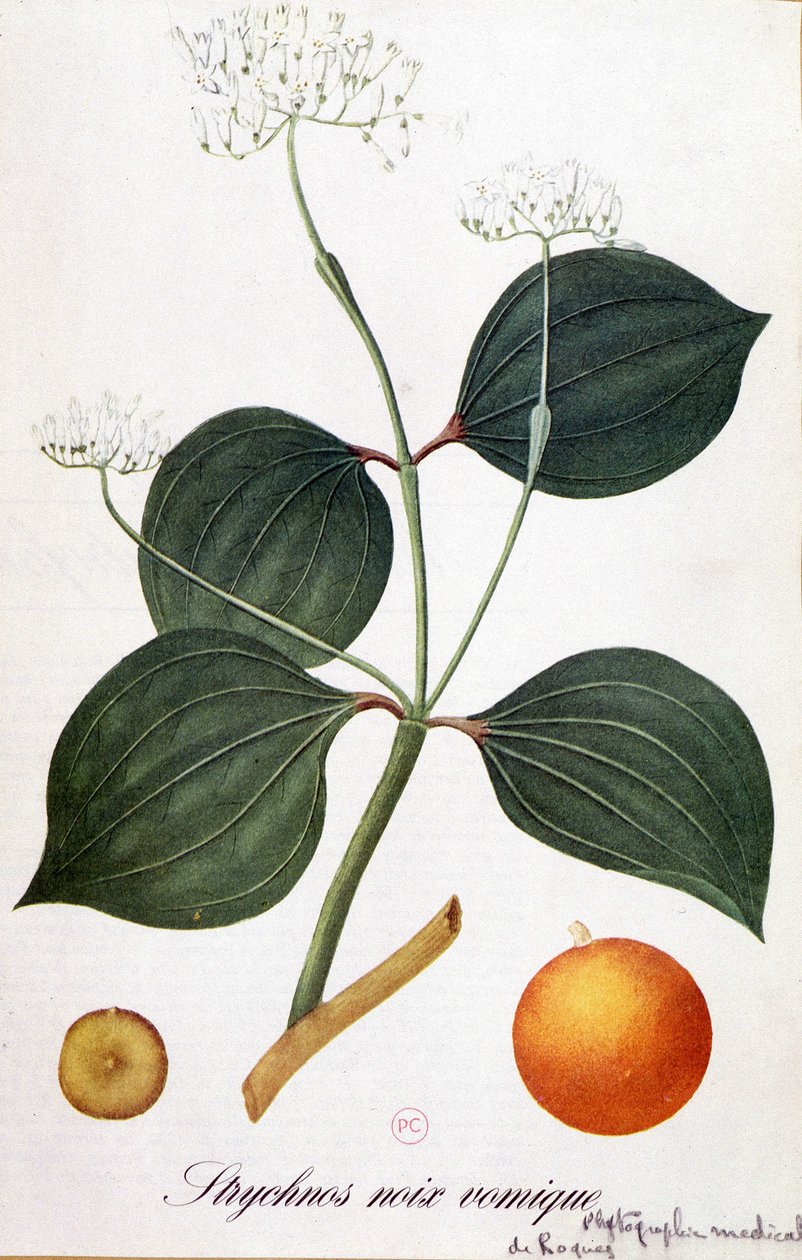 A strychnos (vomic dió vagy nux vomica) levelei, virágai és termése – Grandville, n.d. „” Animated Flowers” című művében. 19. alkotó: Grandville