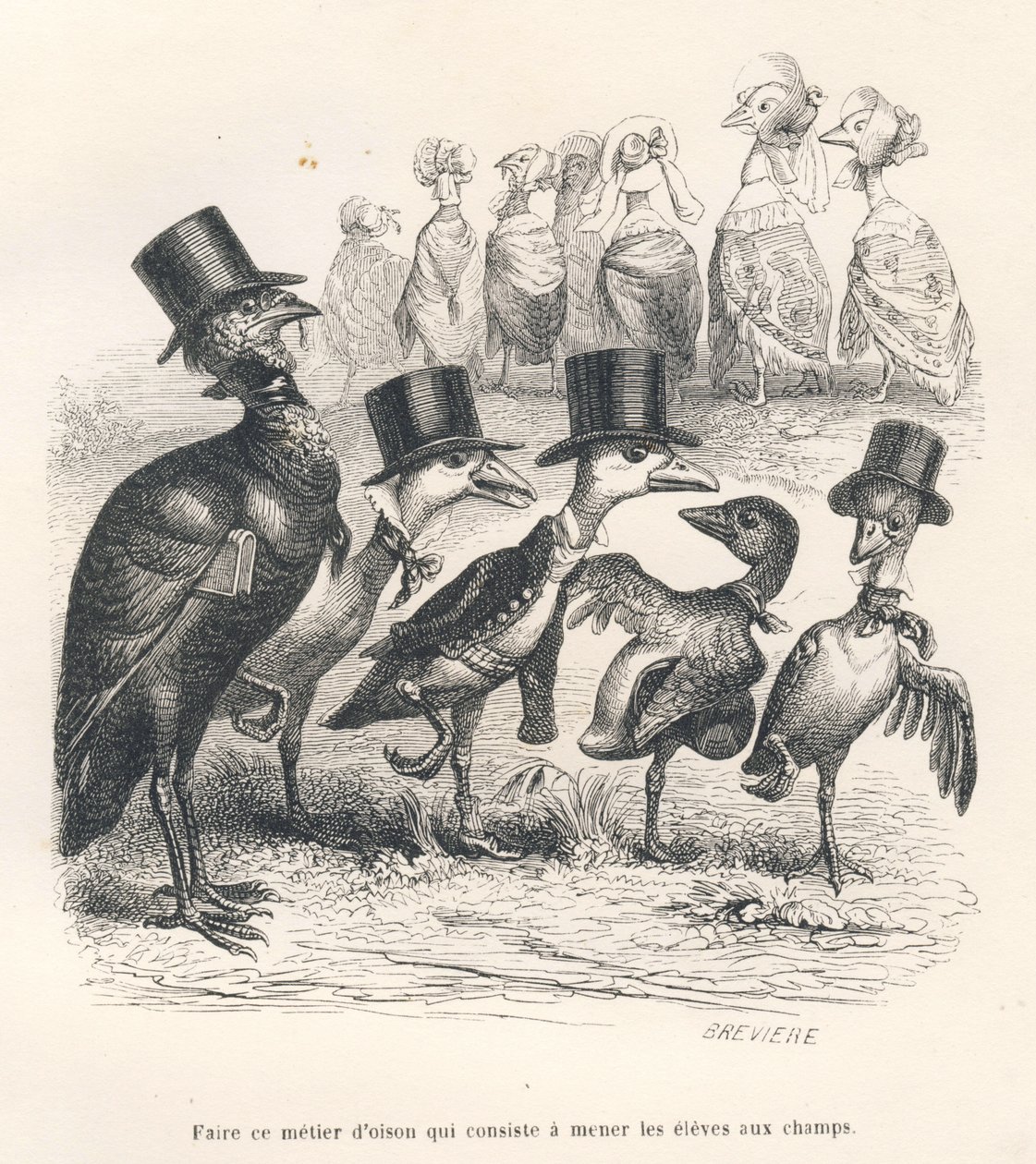 Gosling munkája abban áll, hogy a tanulókat a mezőkre hozza. A libák távolodnak gyermeküktől. A miniatűröket JJ Granville illusztrálta. Breviere aláírású metszet a "Vezető szamár kitüntetéseket elérni kívánó állatok használatára" című részben. alkotó: Grandville