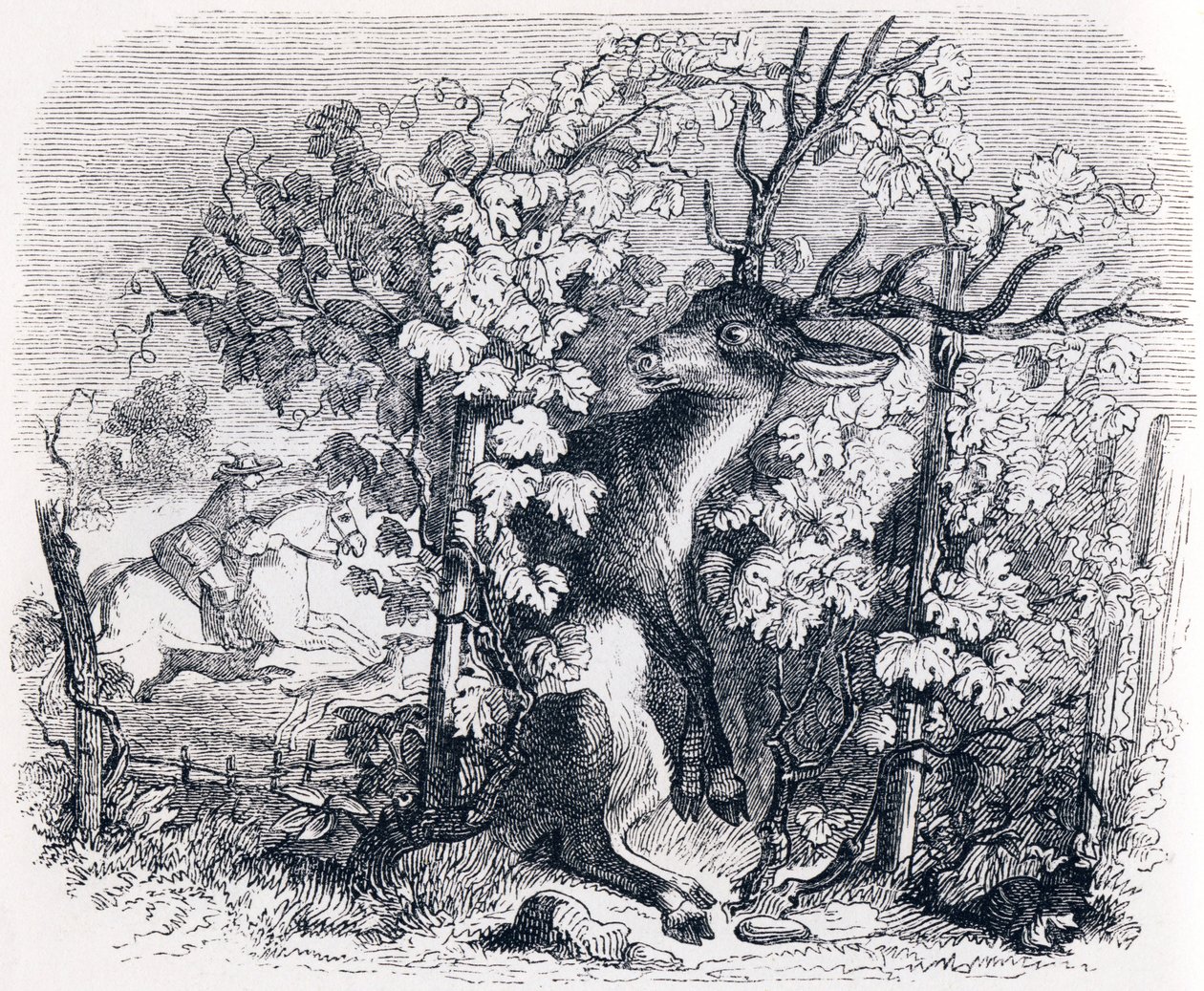 A szarvas és a szőlő – La Fontaine meséi alkotó: Grandville