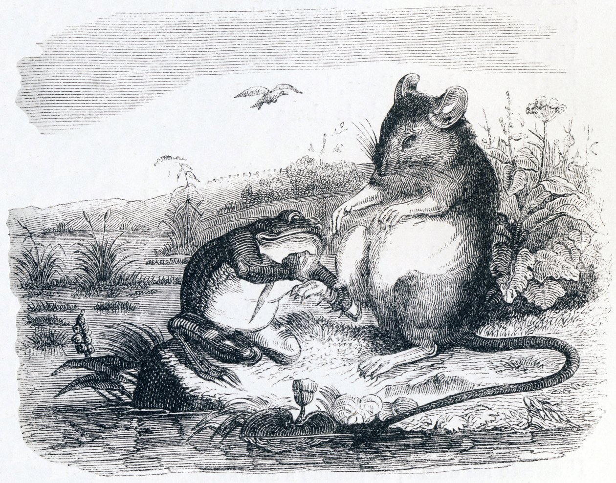 A béka és a patkány - La Fontaine meséi alkotó: Grandville