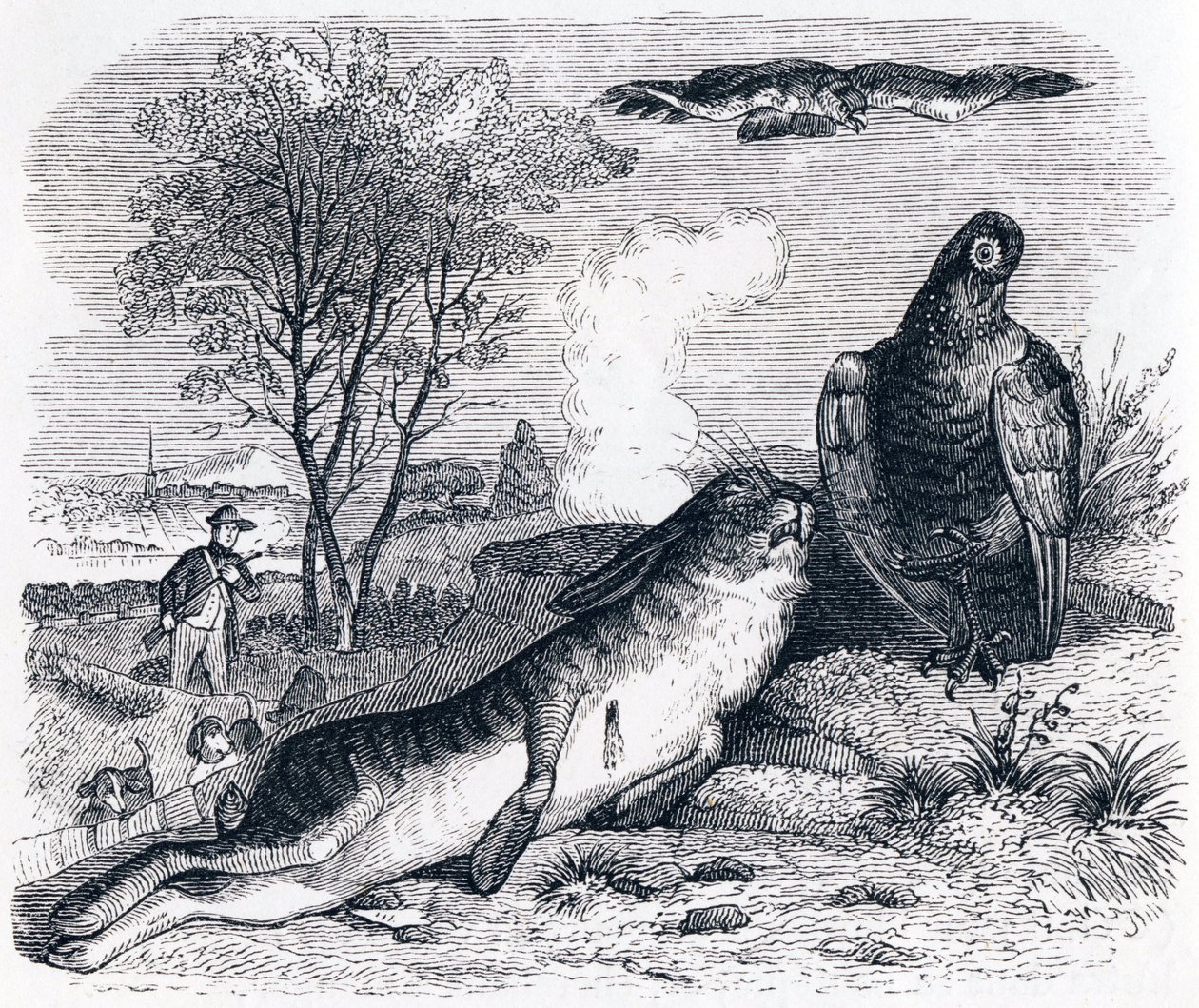 A nyúl és a baromfi - La Fontaine meséi alkotó: Grandville