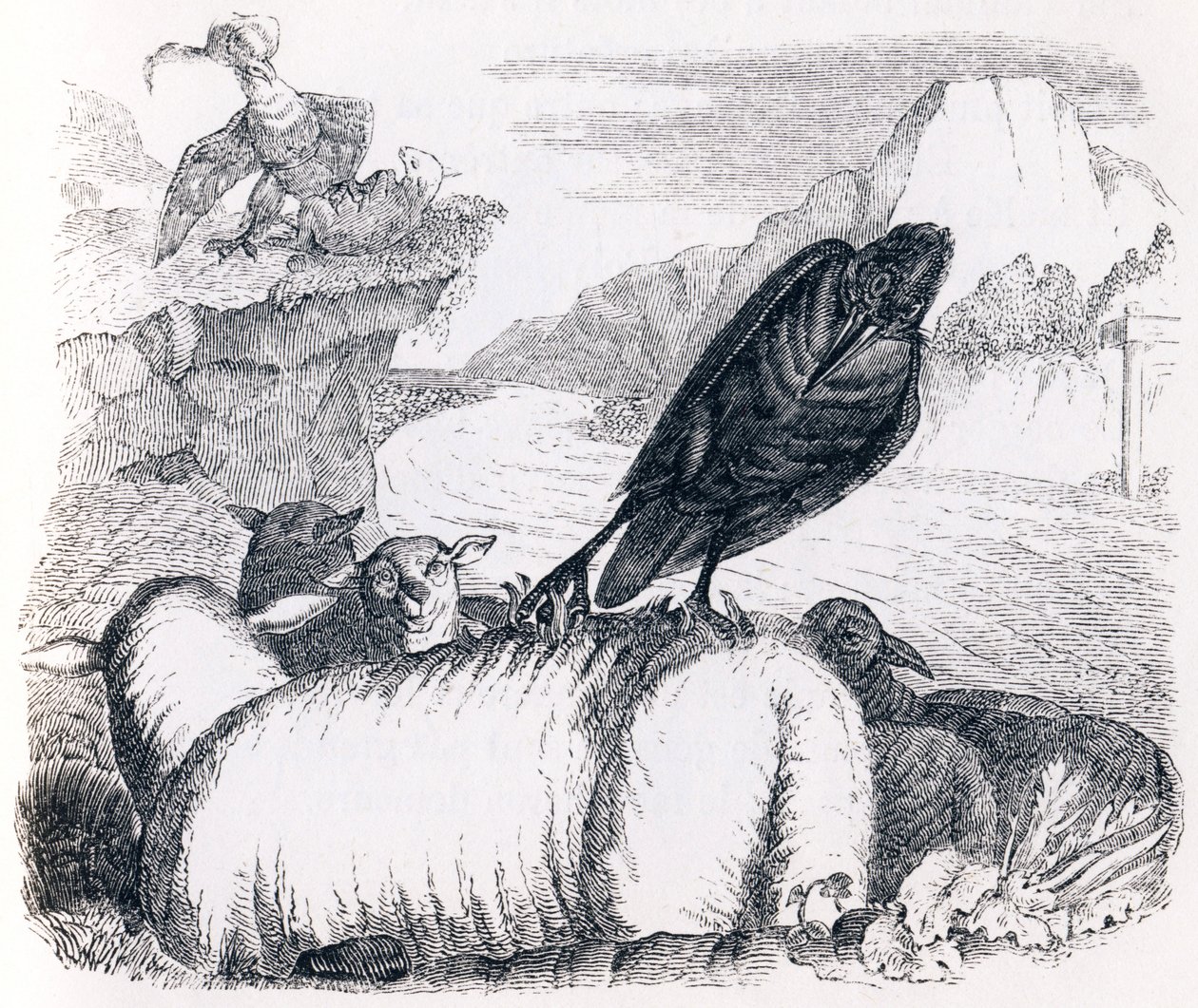 A holló, aki utánozni akarja a sast (le corbeau voulant imiter l
