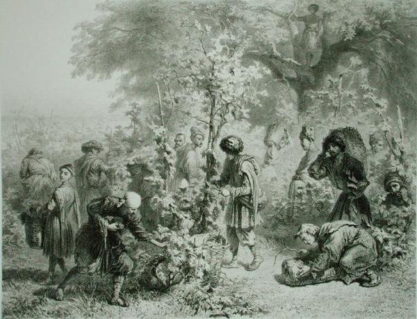 Szőlőszüret a Georgia állambeli Kakhetie-ben, 30. tábla egy Kaukázusról szóló könyvből, Eugene Le Roux (1807-63) metszetét Alfred Leon Lemercier adta ki, Párizs alkotó: Grigori Grigorevich (after) Gagarin