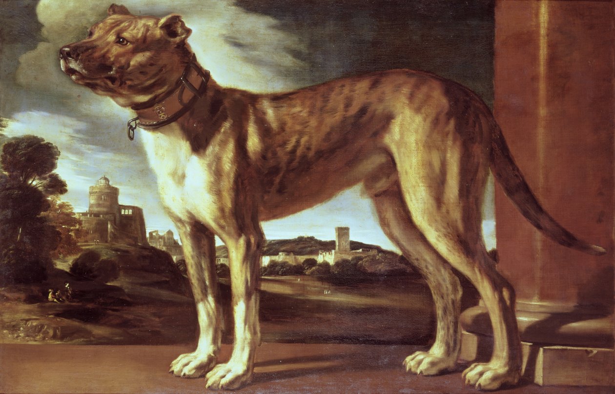 Egy kutya portréja alkotó: Giovanni Francesco Barbieri