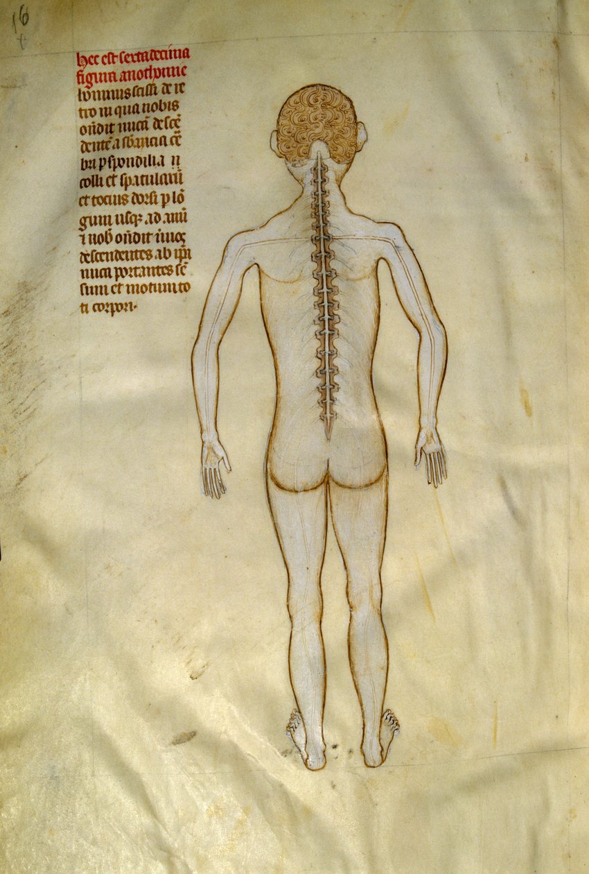 Anatómiai és sebészeti táblák: gerincvelő (a csigolya csigolyáiban). ""Liber notables Philippi, a frankok hetedik királya, Galien könyveiből kivonat""" című könyvében Gui de Pavia 1345 körül. Chantilly, Musee Conde alkotó: Guido da Vigevano da Pavia