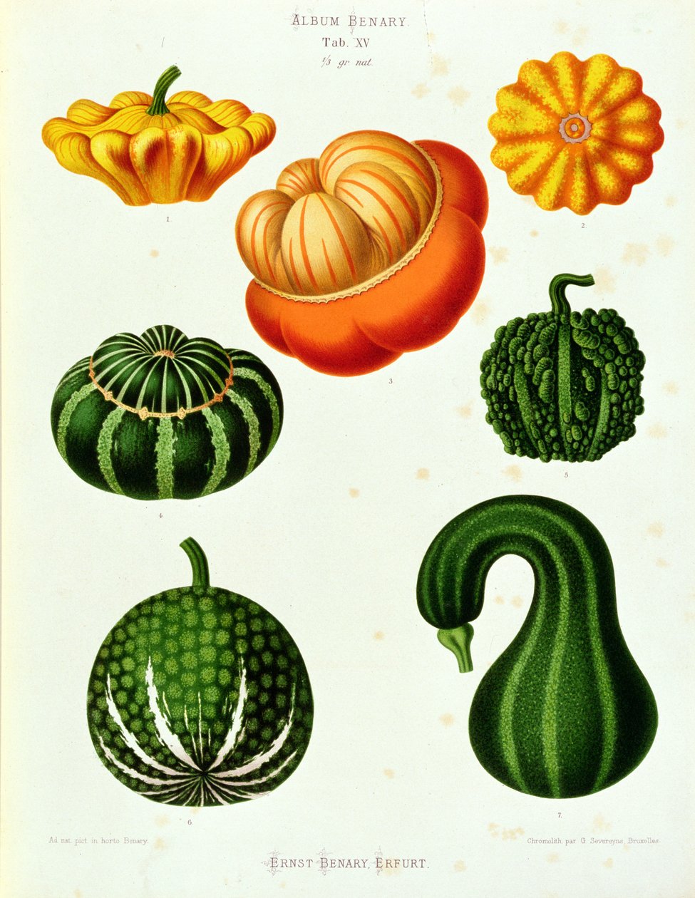 Marrows: az "Album Benary" lapról. XV alkotó: Guillaume Severeyns