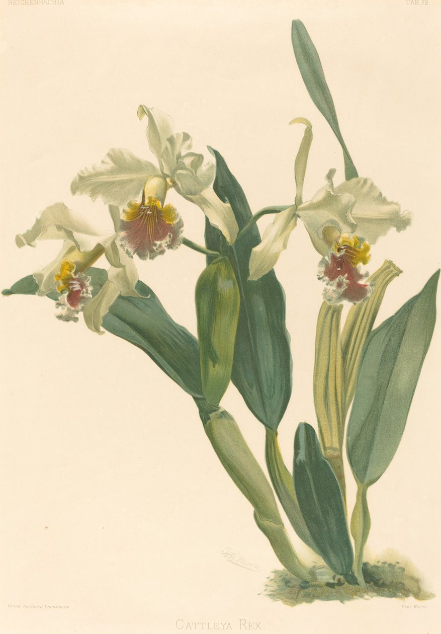 Cattleya Rex alkotó: Gustav Leutzsch after Henry George Moon
