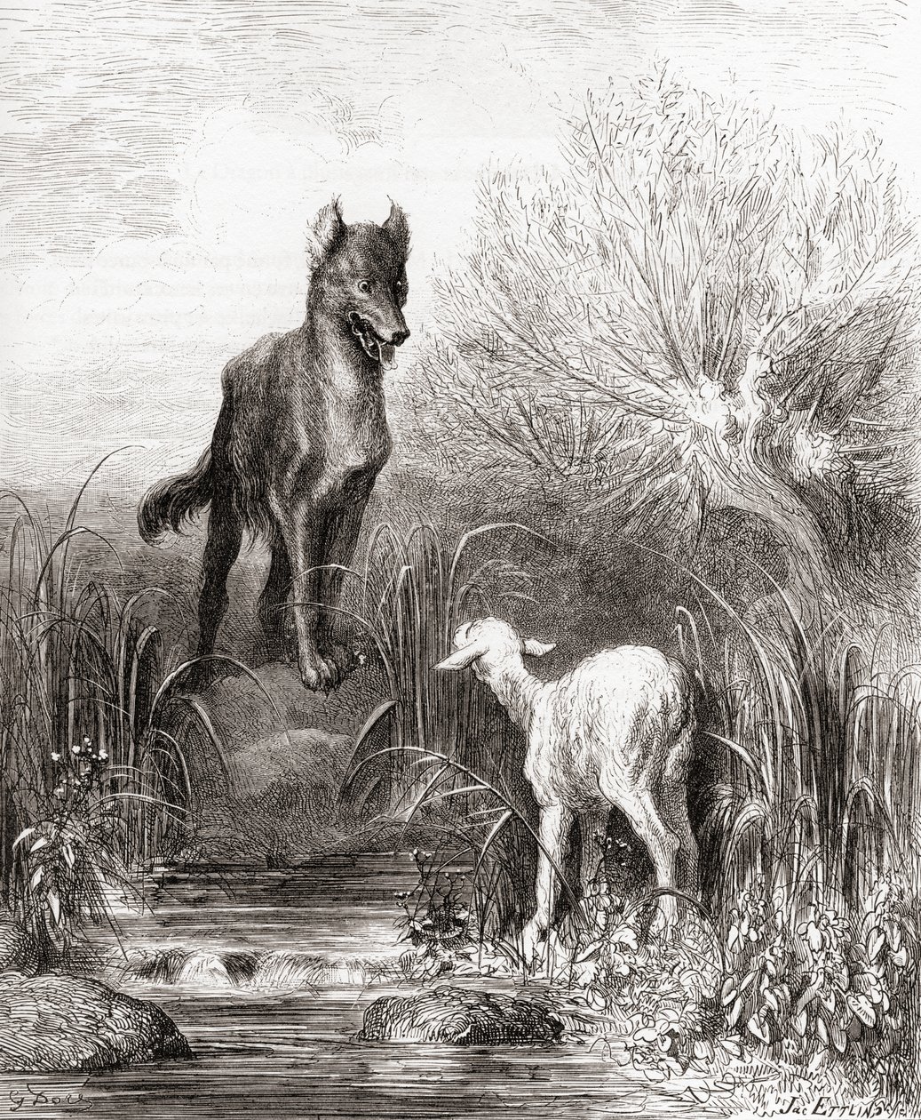 A farkas és a bárány, a Fables de La Fontaine 19. század végi kiadásából (fametszet) alkotó: Gustave Dore