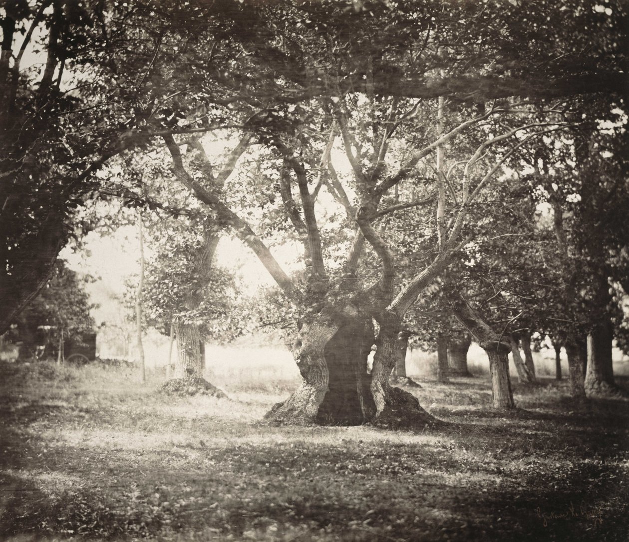 Fa, Fontainebleau -i erdő alkotó: Gustave Le Gray