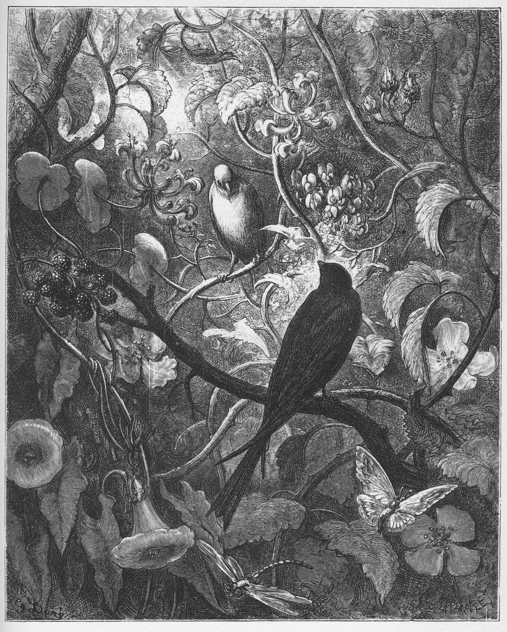 Philomele és Progne – Jean de La Fontaine „Fables”-jából alkotó: Gustave Dore