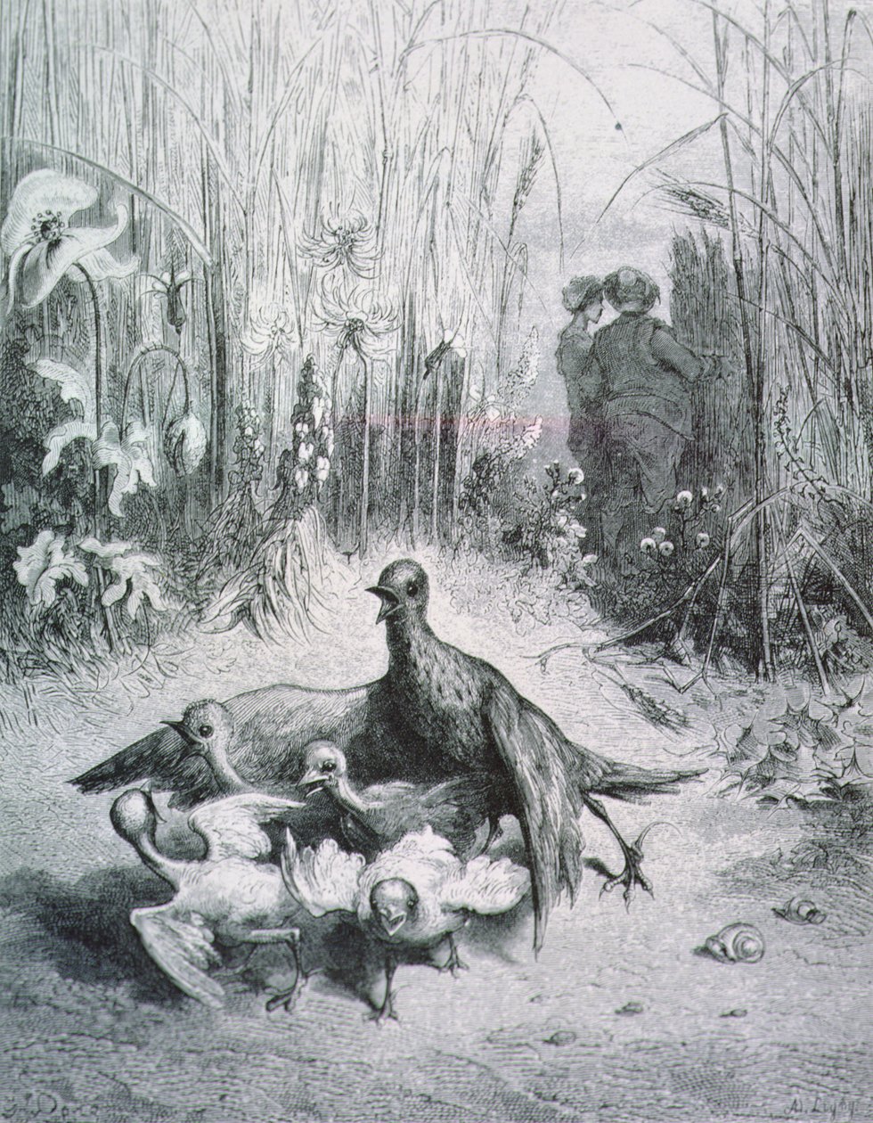 A pacsirta meséje, fiataljai és a pálya mestere, illusztráció a La Fontaine meséihez rnrn alkotó: Gustave Dore