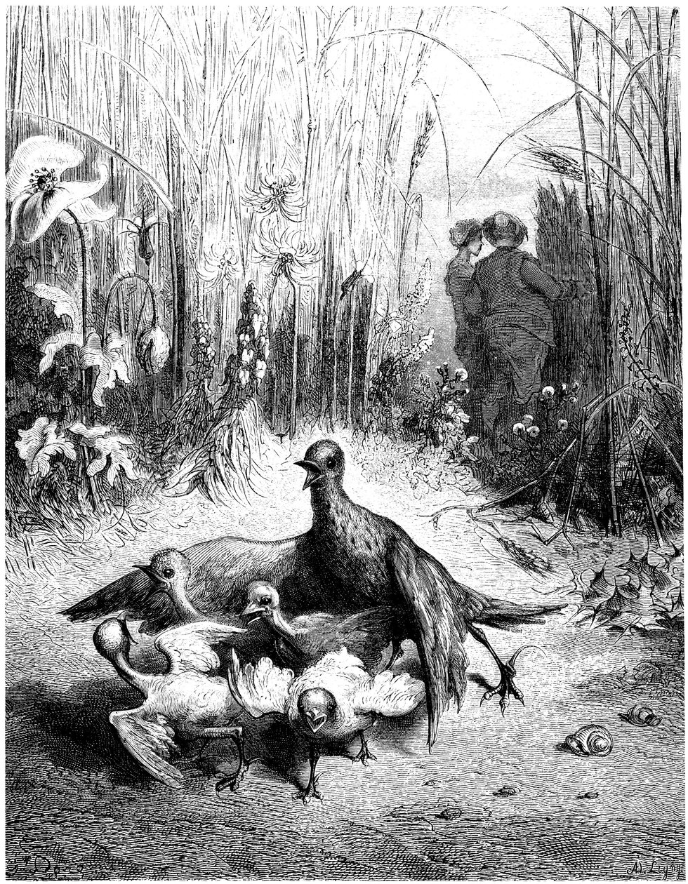 A pacsirta és fiókái a mező gazdájával: Jean de la Fontaine meséje, Gustave Dore illusztrációjával - madarak - alkotó: Gustave Dore