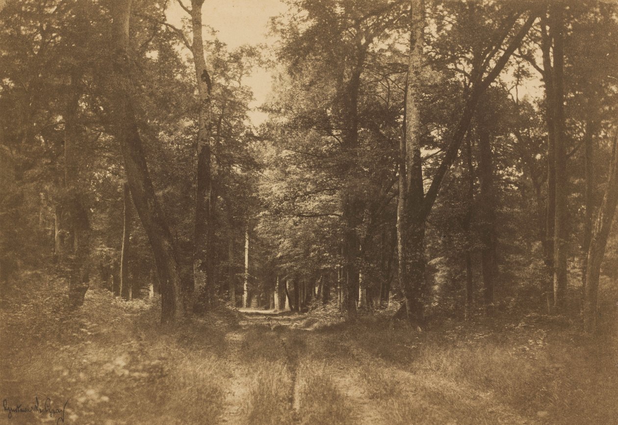 Bas-Bréau, Fontainebleau-i erdő,1849-1852 (fénykép) alkotó: Gustave Le Gray