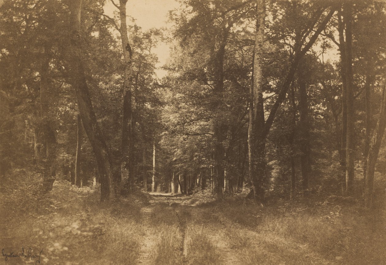 Bas-Bréau, Fontainebleau-i erdő alkotó: Gustave Le Gray