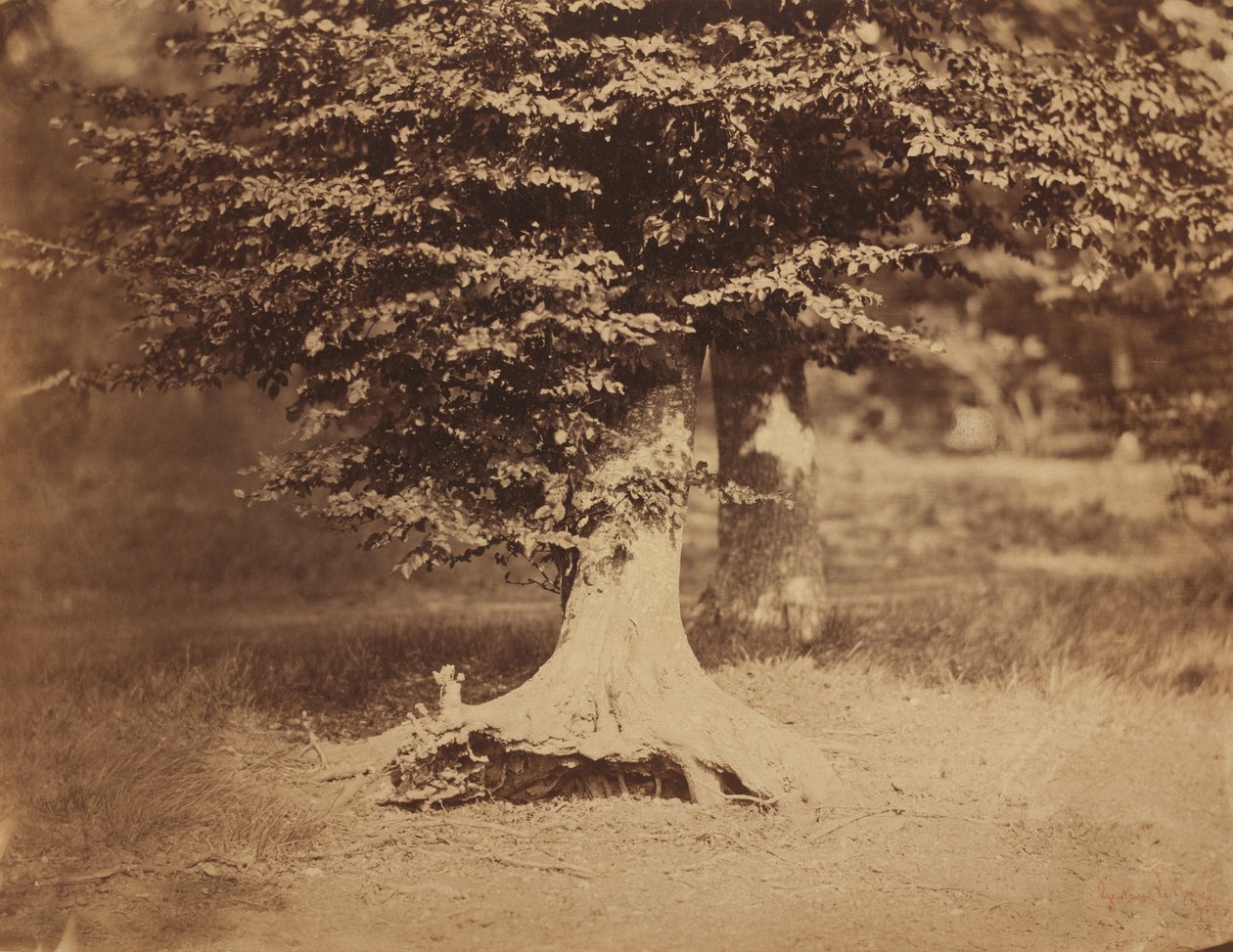Bükkfa, Fontainebleau-i erdő, c. 1856. alkotó: Gustave Le Gray