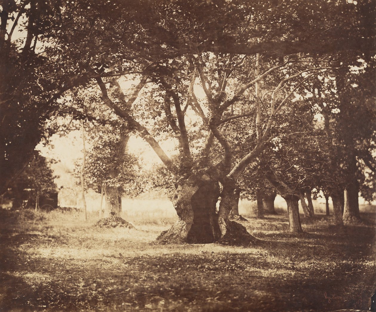 Hollow Oak Tree, Fontainebleau, 1855-57. alkotó: Gustave Le Gray