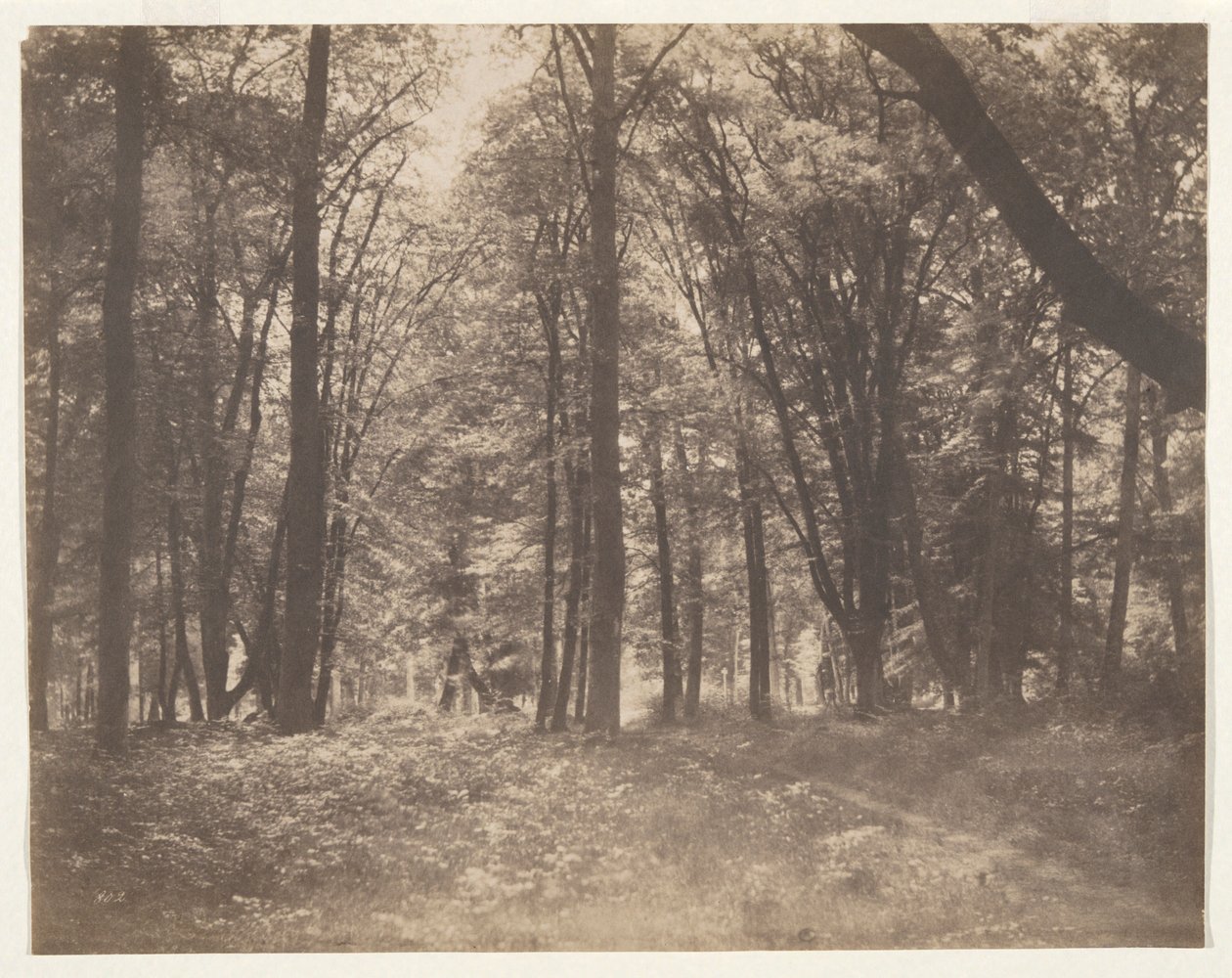 La forêt de Fontainebleau (A fontainebleau-i erdő) alkotó: Gustave Le Gray