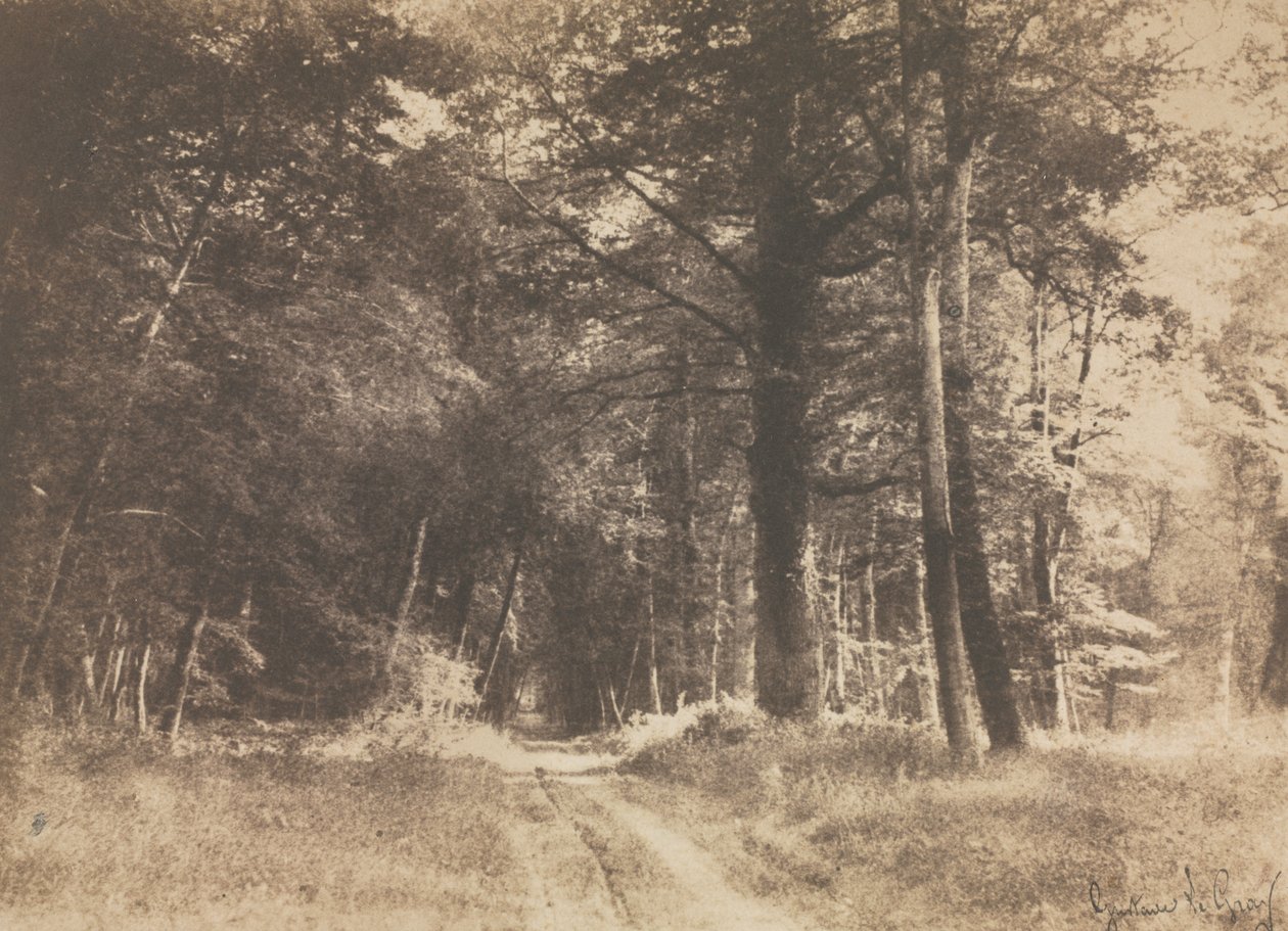 Út a fontainebleau-i erdőben alkotó: Gustave Le Gray