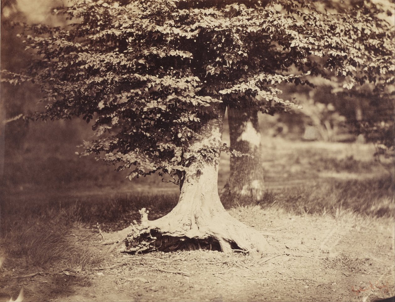 A bükkfa alkotó: Gustave Le Gray