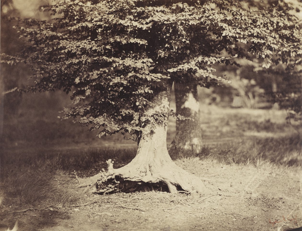 A bükkfa, 1855-1857 körül (f/w fotó) alkotó: Gustave Le Gray