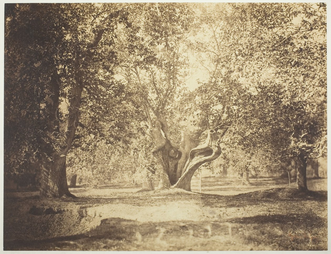 Fa, Fontainebleau-i erdő alkotó: Gustave Le Gray