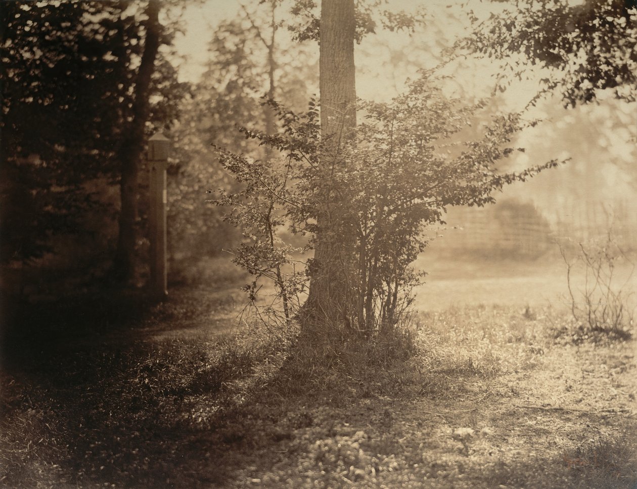 Fatanulmány, Fontainebleau-i erdő, kb. 1856. alkotó: Gustave Le Gray