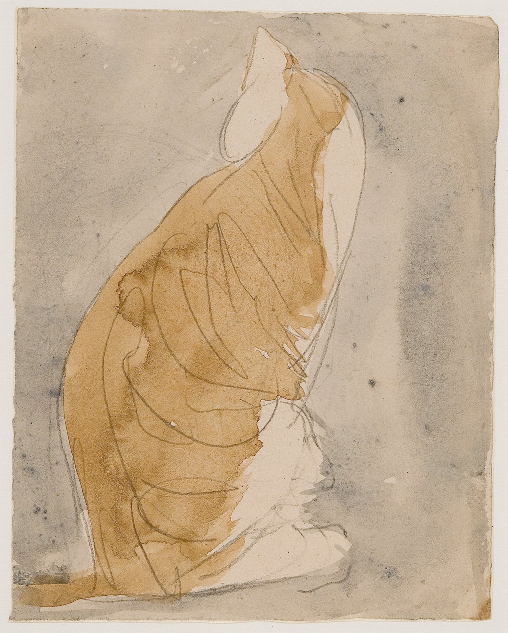 Macskatanulmány (akvarell és ceruza, papír) alkotó: Gwen John