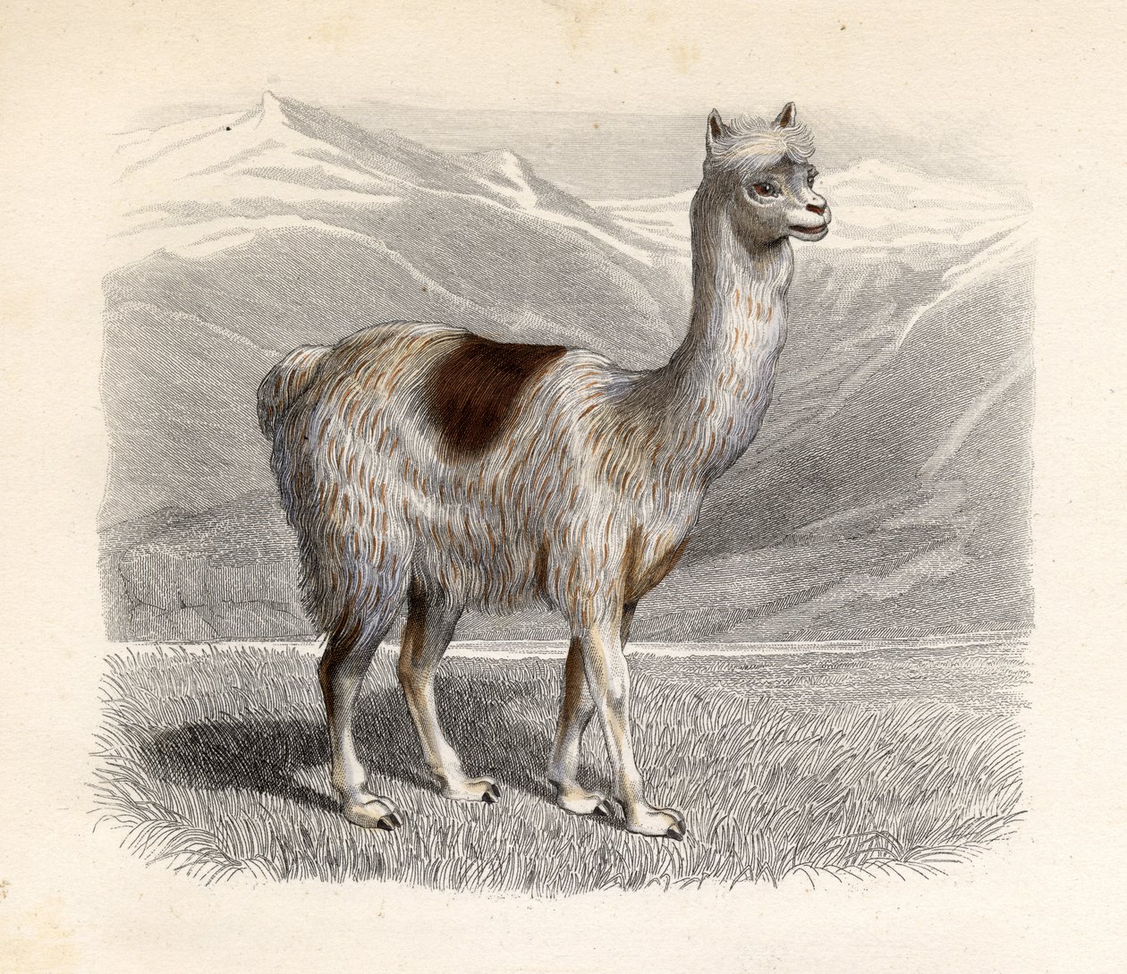 A láma, vésette E. Ramus alkotó: H. Gobin