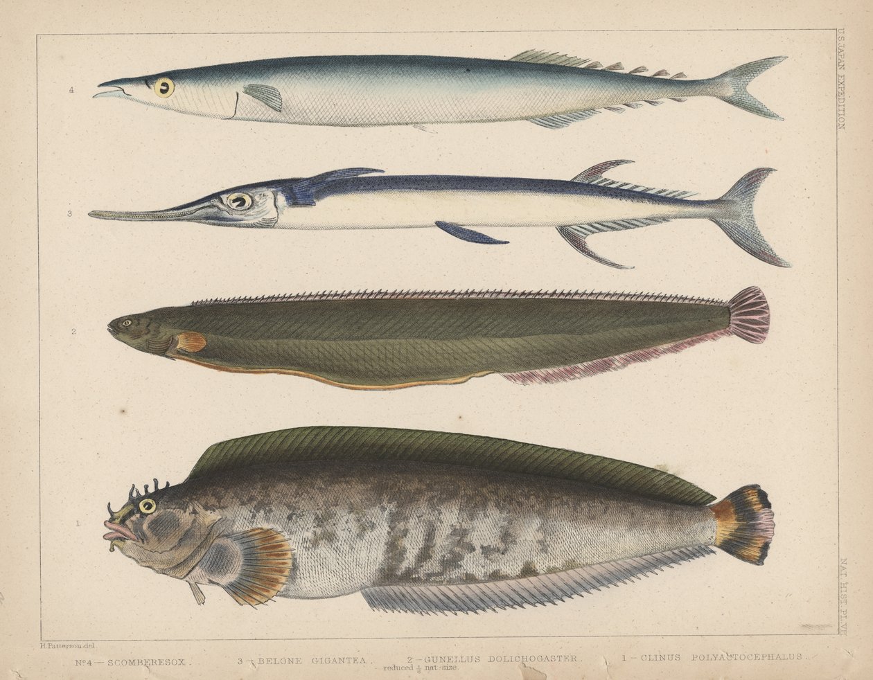 1. Clinus Polyactocephalus, 2. Gunellus Dolichogaster, 3. Belone Gigantea, 4. Scomberesox, 1855 alkotó: H. Patterson
