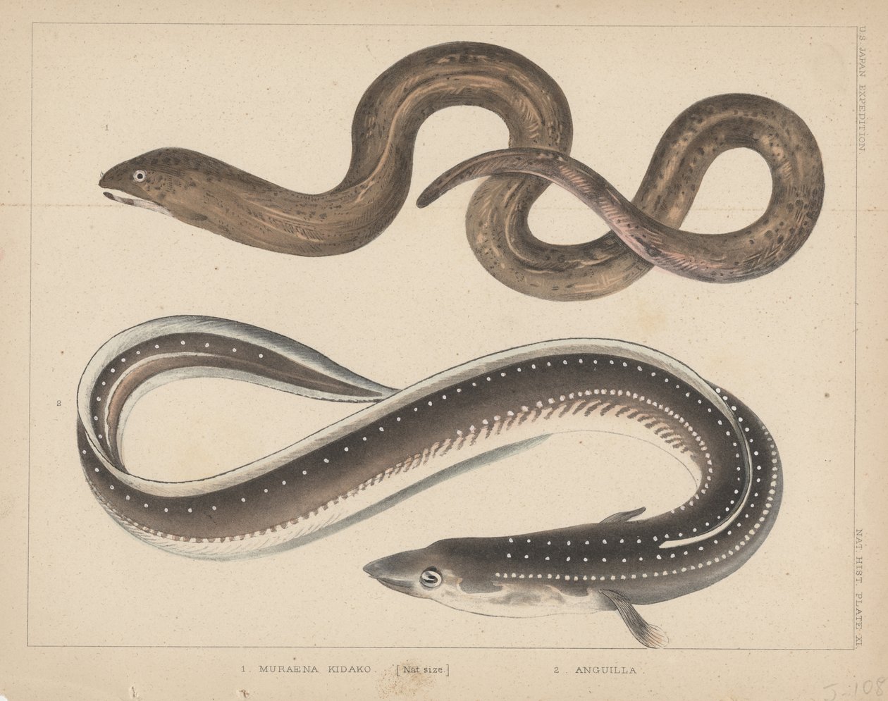 1. Muraena Kidako, 2. Anguilla, 1855 alkotó: H. Patterson