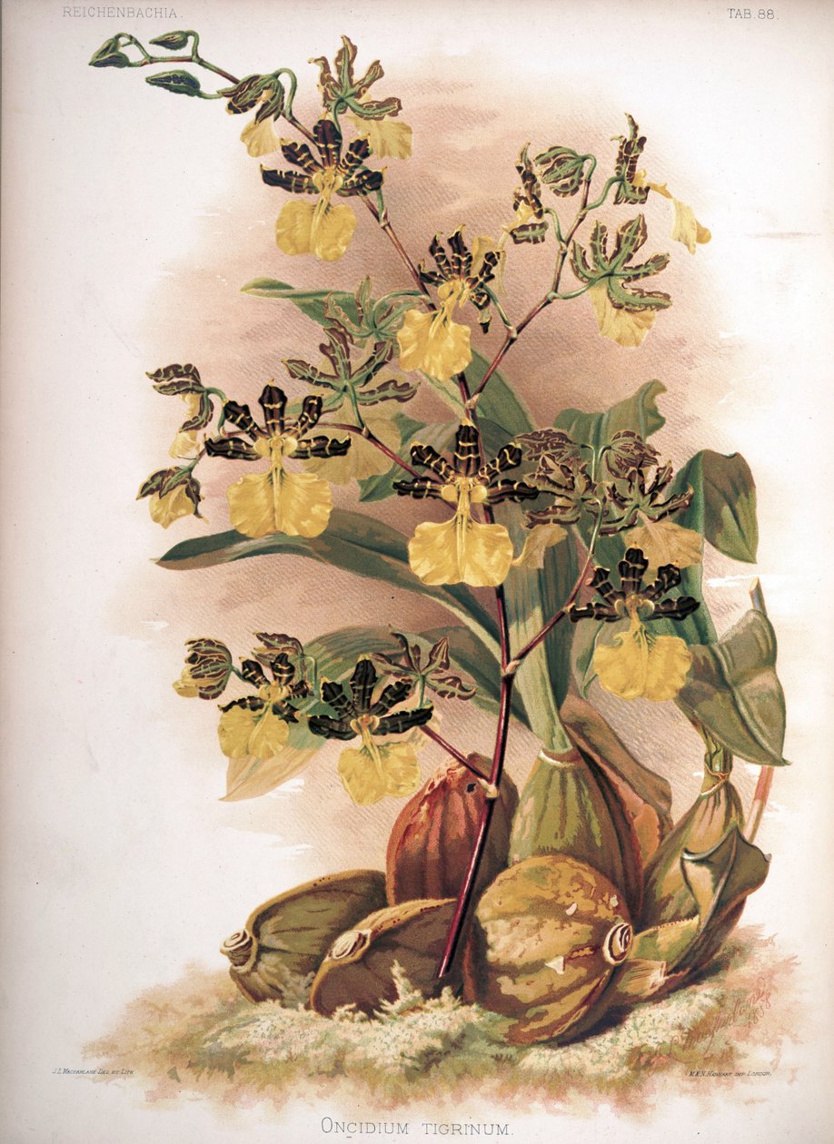 Oncidium tigrinum alkotó: H. Sotheran and Co.