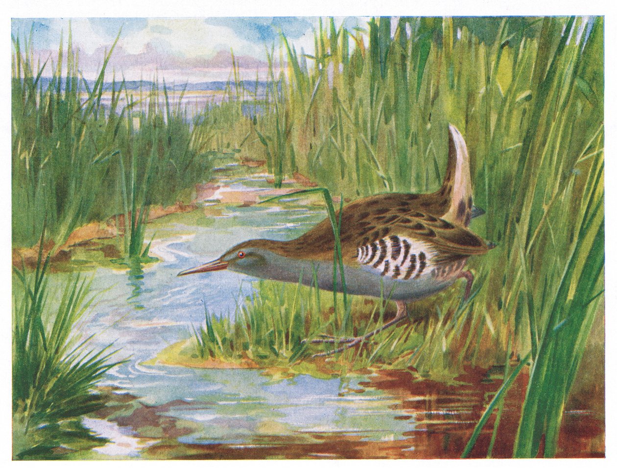 Vízivasút, a British Birds illusztrációja, Kirkman & Jourdain, 1966 alkotó: H. Wormald