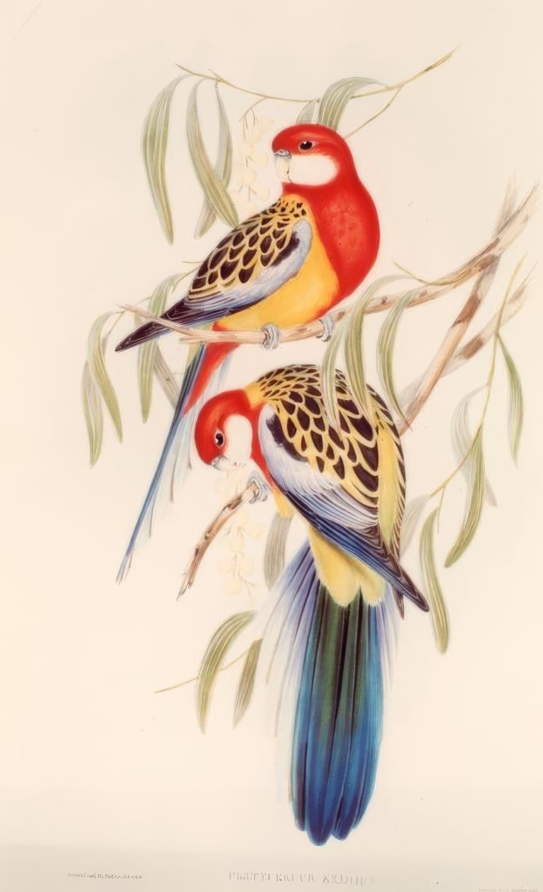 Fekete papagáj / kromolitográf. v. J. Gould alkotó: H.C. Richter