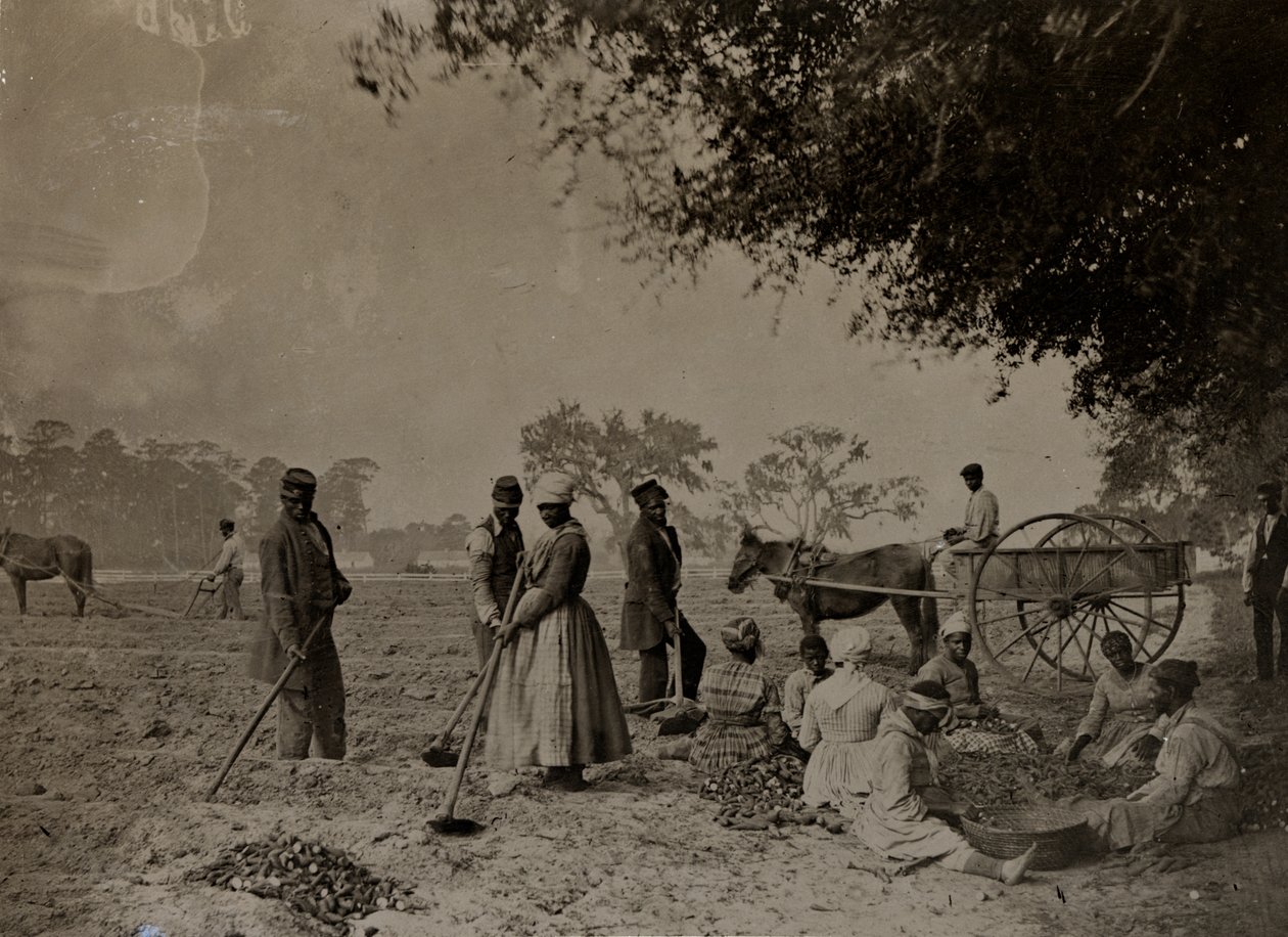 Édesburgonya ültetése, Hopkinson ültetvény, Edisto-sziget, Dél-Karolina, 1862 (bw fotó) alkotó: H.P. Moore