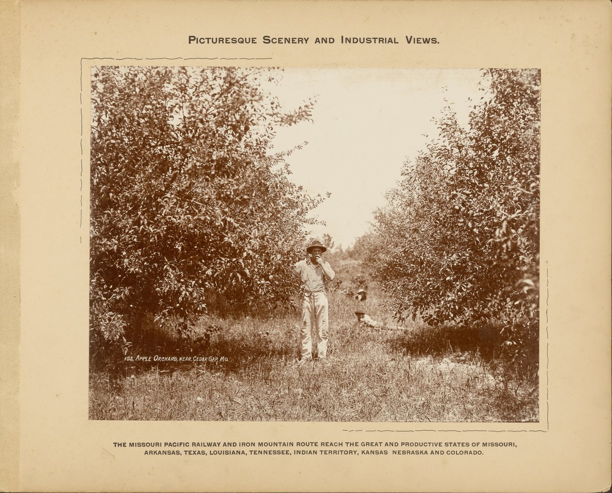 Almaültetvény, Cedar Gap közelében, Missouri államban alkotó: H. C. Townsend