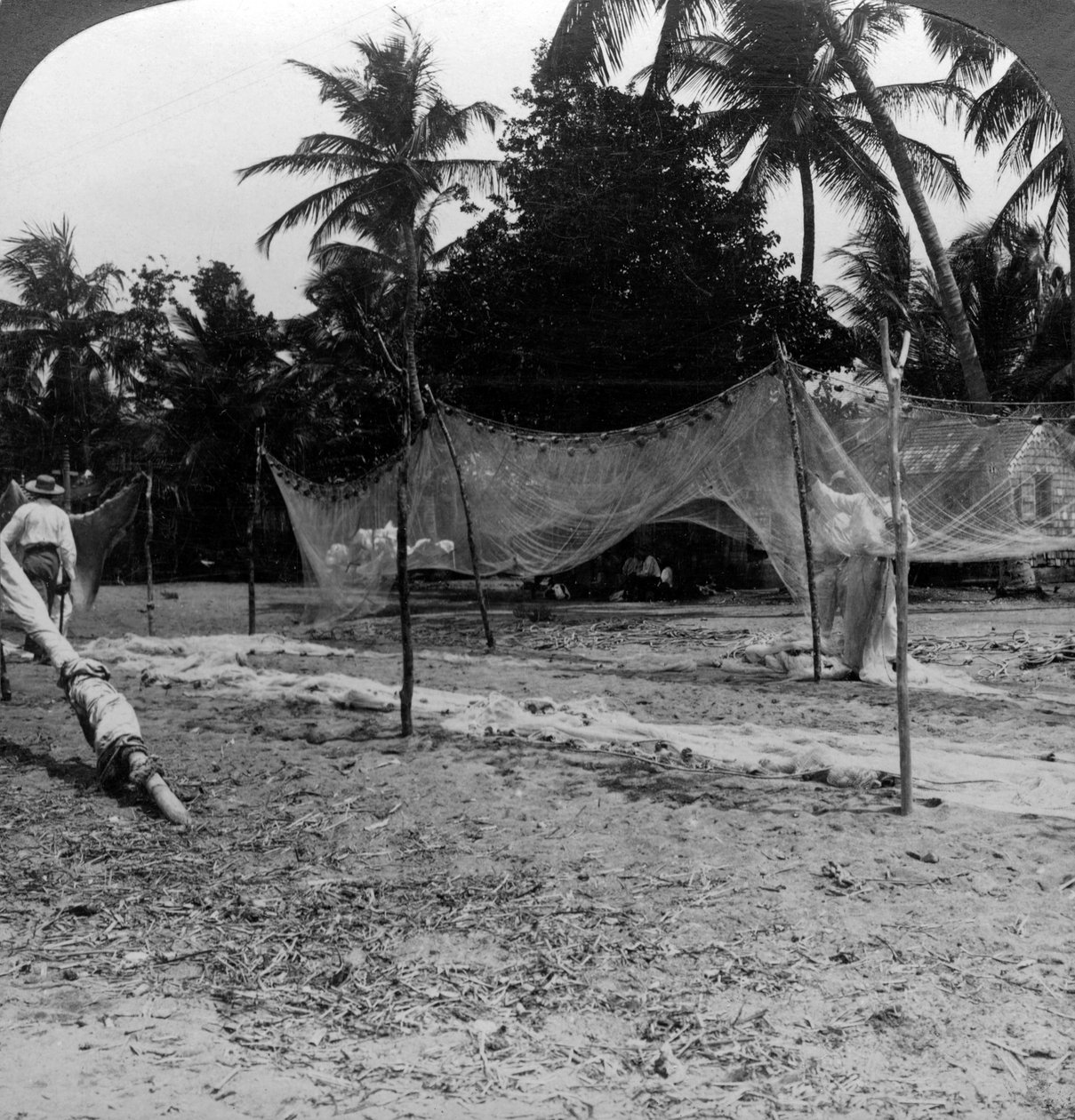 Halászok szárítják hálóikat a tengerparton, Basseterre, St Christopher, Nyugat-India. alkotó: H. C. White