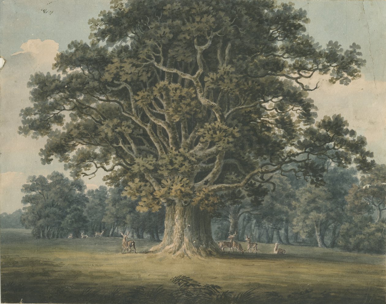 Needwood – Swipcar Oak: akvarellfestészet, és [?19. század eleje] alkotó: H Moore
