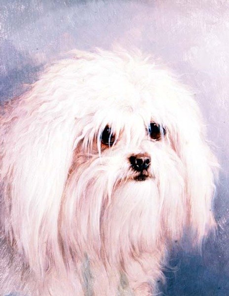 máltai terrier (panel) alkotó: H. Morley Park