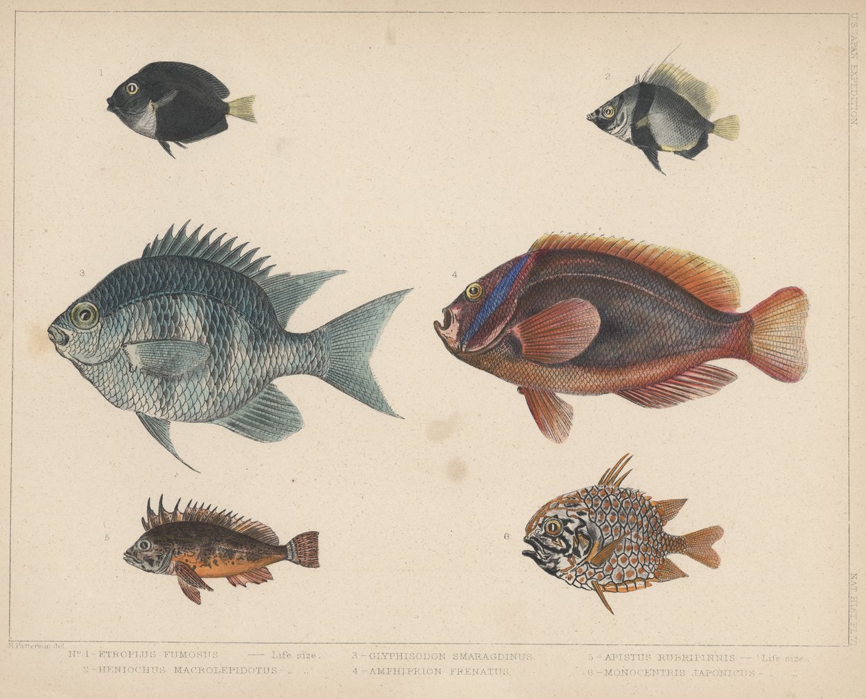 1. Etroplus Fumosus, 2. Heniochus Macrolepidotus, 3. Glyphisodon Smaragdinus, 4. Amphiprion Frenatus, 5. Apistus Rubrippinis, 6. Apistus Rubrippinis. Monocentris Japonicus alkotó: H. Patterson