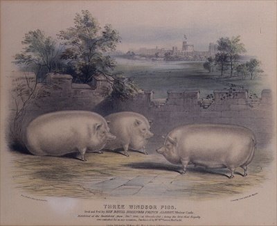 Albert herceg által tenyésztett három díjnyertes disznó a windsori kastélyban,(H. Stafford metszete (1829-ben) 1843 alkotó: H. Strafford
