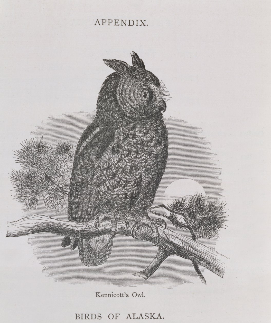 Kennicotts Owl, Alaszkából és forrásai, William H. Dall, metszet: H. H. Nicholls, pub. 1870 alkotó: H. W., Elliot