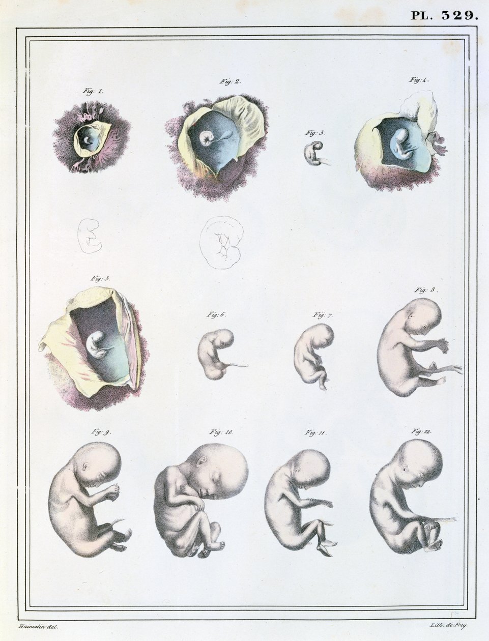 Az embrionális fejlődés szakaszait bemutató diagram Jules Cloquet (1790-1883) „Manuel d