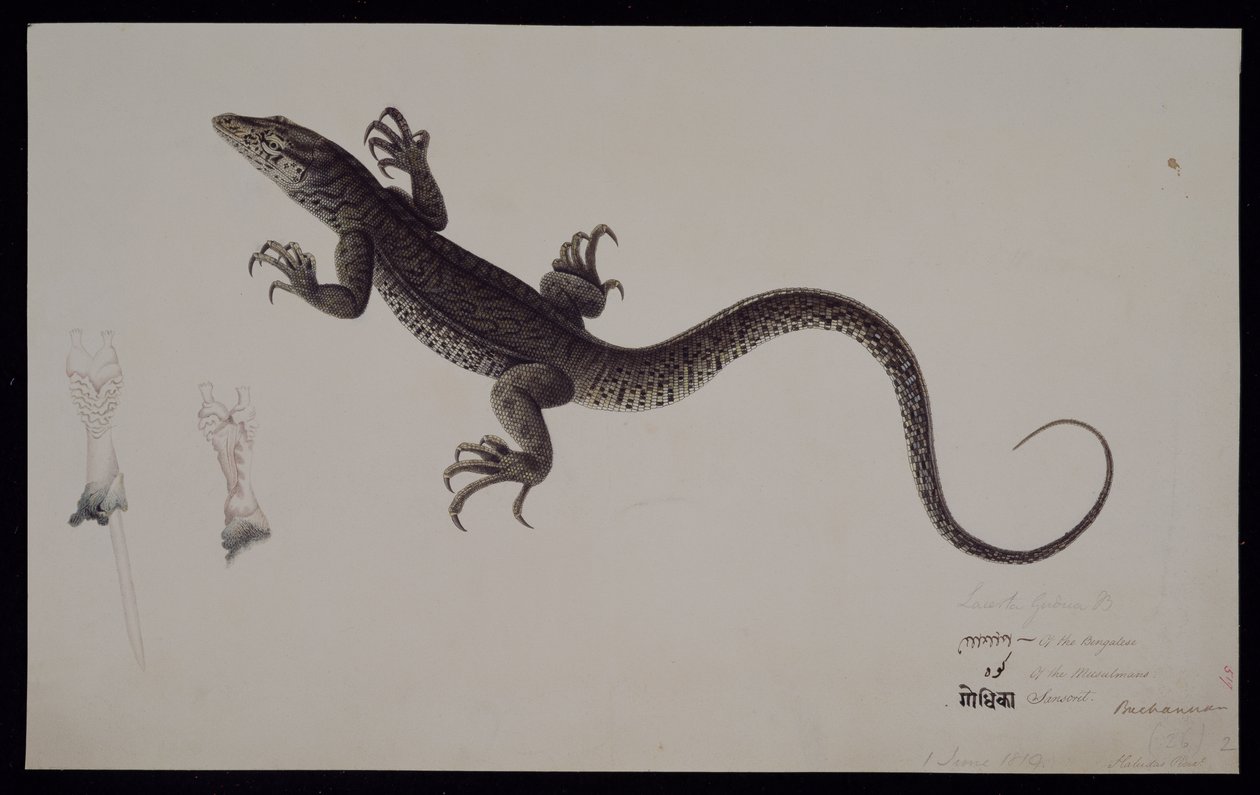 A „Lacerta Gudua” monitor, a Francis Buchanan gyűjteményből, 1804 körül (akvarell, toll és tinta papíron) alkotó: Haludar
