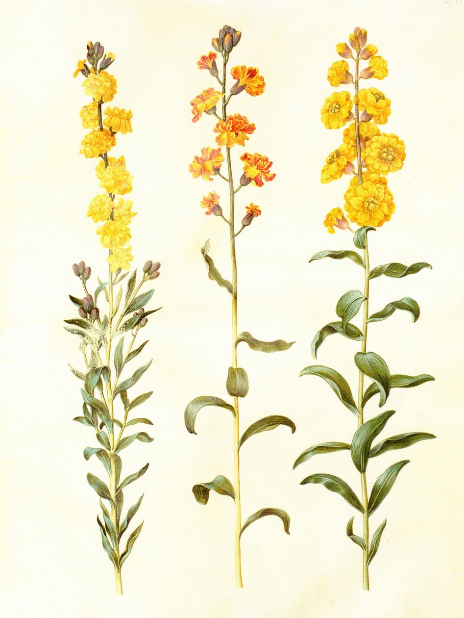 Cheiranthus cheiri, gouache on vellum, in: Gottorfer Codex alkotó: Hans Simon Holtzbecker