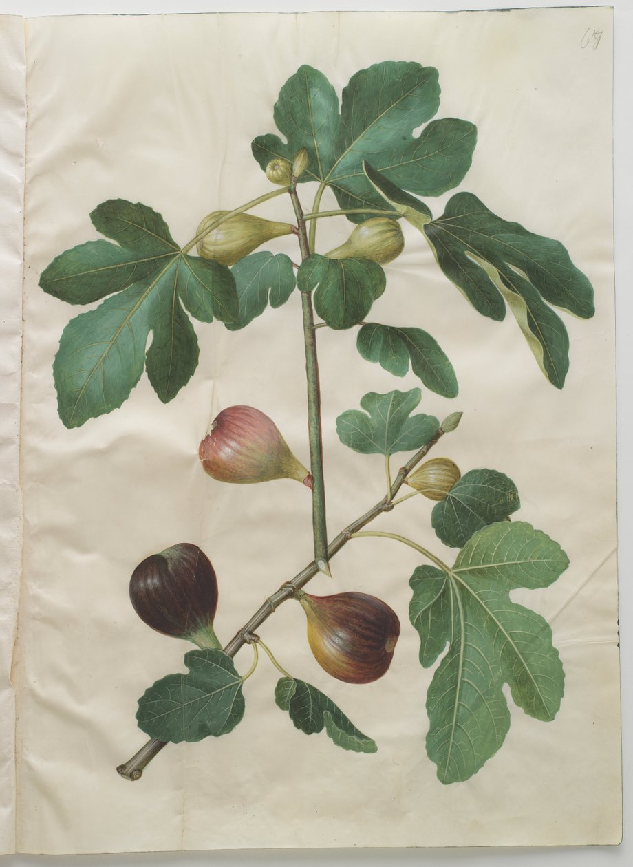 Ficus carica alkotó: Hans Simon Holtzbecker