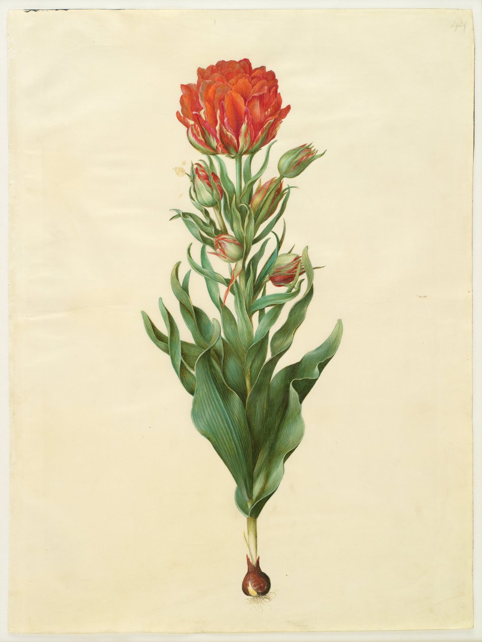 Tulipa gesneriana alkotó: Hans Simon Holtzbecker
